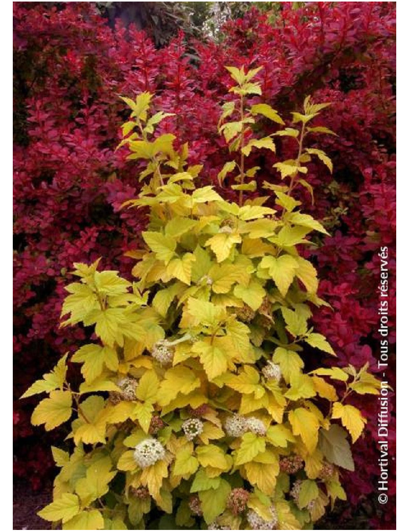 PHYSOCARPUS opulifolius ANGEL GOLD® (Physocarpus à feuilles d'Obier)