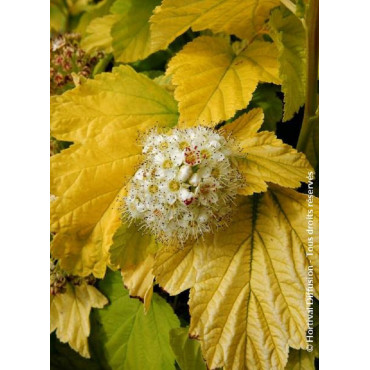 PHYSOCARPUS opulifolius ANGEL GOLD® (Physocarpus à feuilles d'Obier)