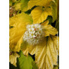 PHYSOCARPUS opulifolius ANGEL GOLD® (Physocarpus à feuilles d'Obier)