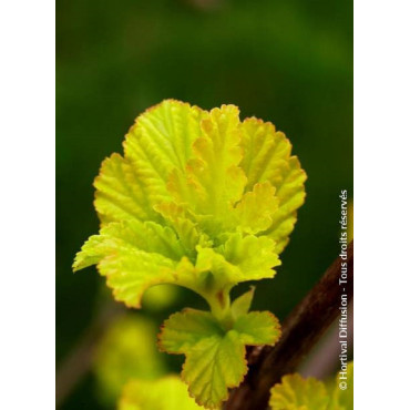 PHYSOCARPUS opulifolius ANGEL GOLD® (Physocarpus à feuilles d'Obier)