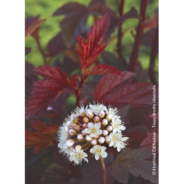 PHYSOCARPUS opulifolius DIABLE D'OR® (Physocarpus à feuilles d'Obier)