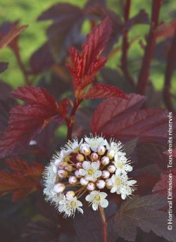 PHYSOCARPUS opulifolius DIABLE D'OR