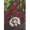 PHYSOCARPUS opulifolius DIABLE D'OR® (Physocarpus à feuilles d'Obier)