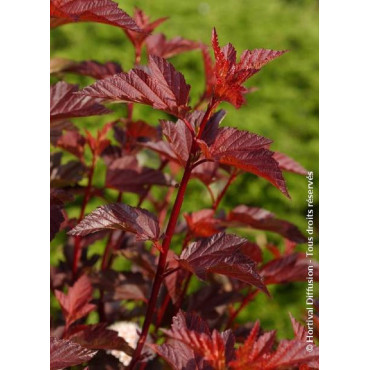 PHYSOCARPUS opulifolius DIABLE D'OR® (Physocarpus à feuilles d'Obier)