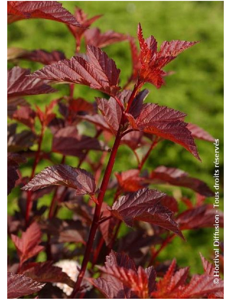 PHYSOCARPUS opulifolius DIABLE D'OR® (Physocarpus à feuilles d'Obier)