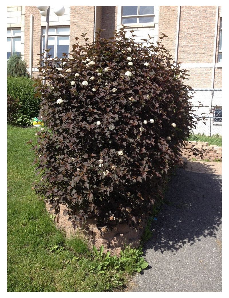 PHYSOCARPUS opulifolius DIABOLO® (Physocarpus à feuilles d'Obier)