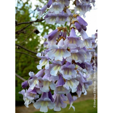 PAULOWNIA fortunei FAST BLUE® (Paulownia de fortune Fast blue)