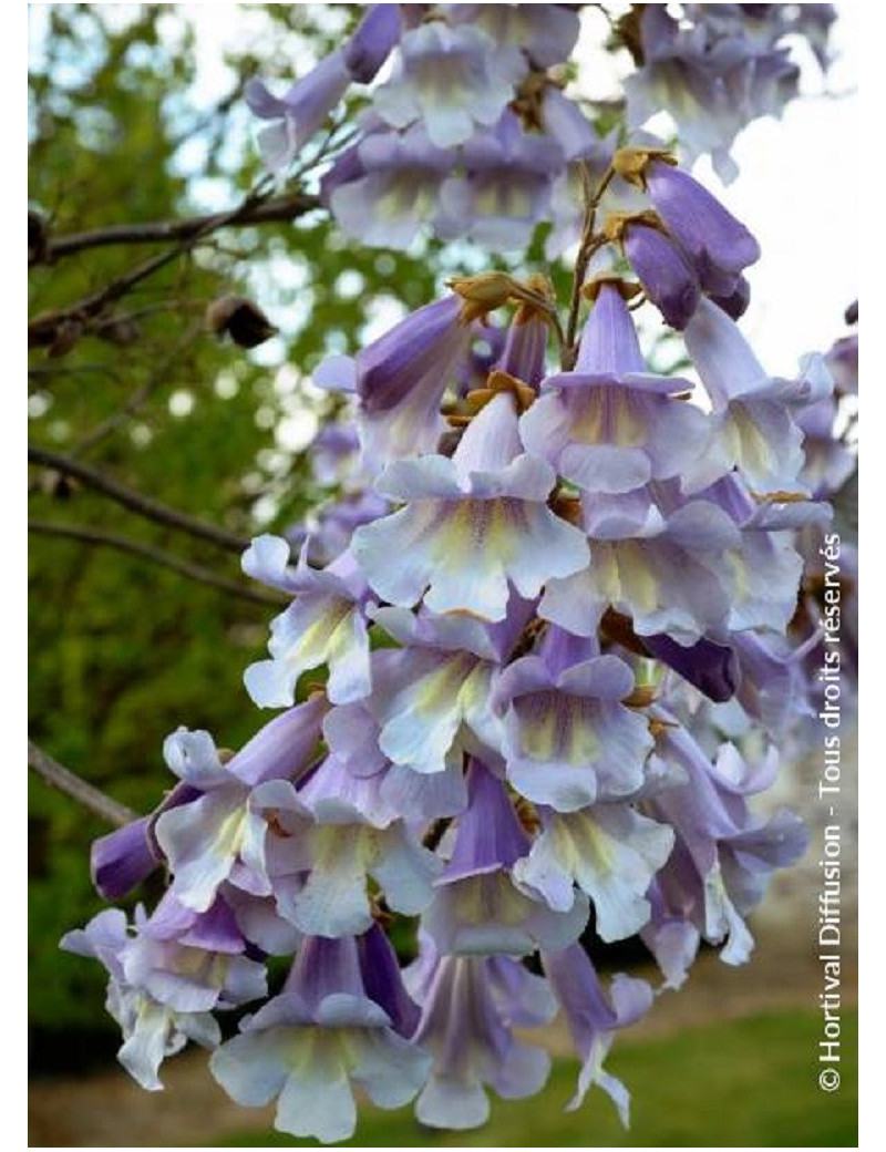 PAULOWNIA fortunei FAST BLUE® (Paulownia de fortune Fast blue)