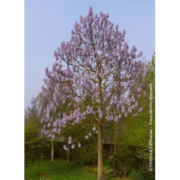 PAULOWNIA fortunei FAST BLUE® (Paulownia de fortune Fast blue)