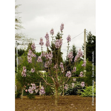 PAULOWNIA fortunei FAST BLUE® (Paulownia de fortune Fast blue)