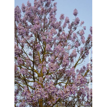 PAULOWNIA fortunei FAST BLUE® (Paulownia de fortune Fast blue)