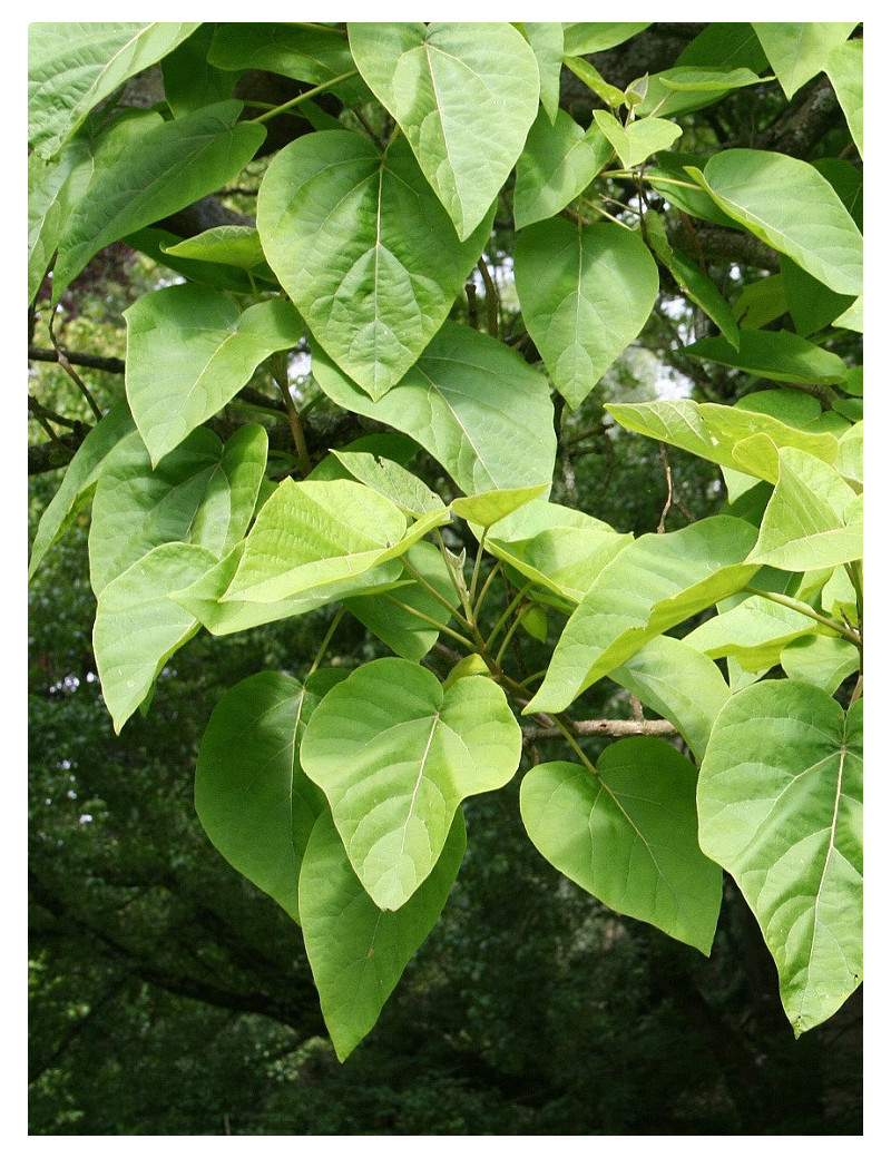 PAULOWNIA tomentosa (Paulownia impérial)