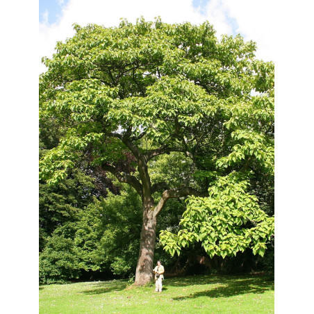 PAULOWNIA tomentosa (Paulownia impérial)