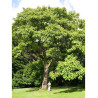 PAULOWNIA tomentosa (Paulownia impérial)