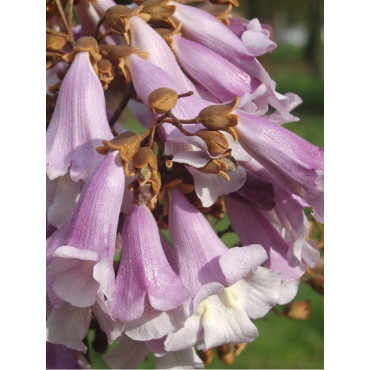 PAULOWNIA tomentosa (Paulownia impérial)