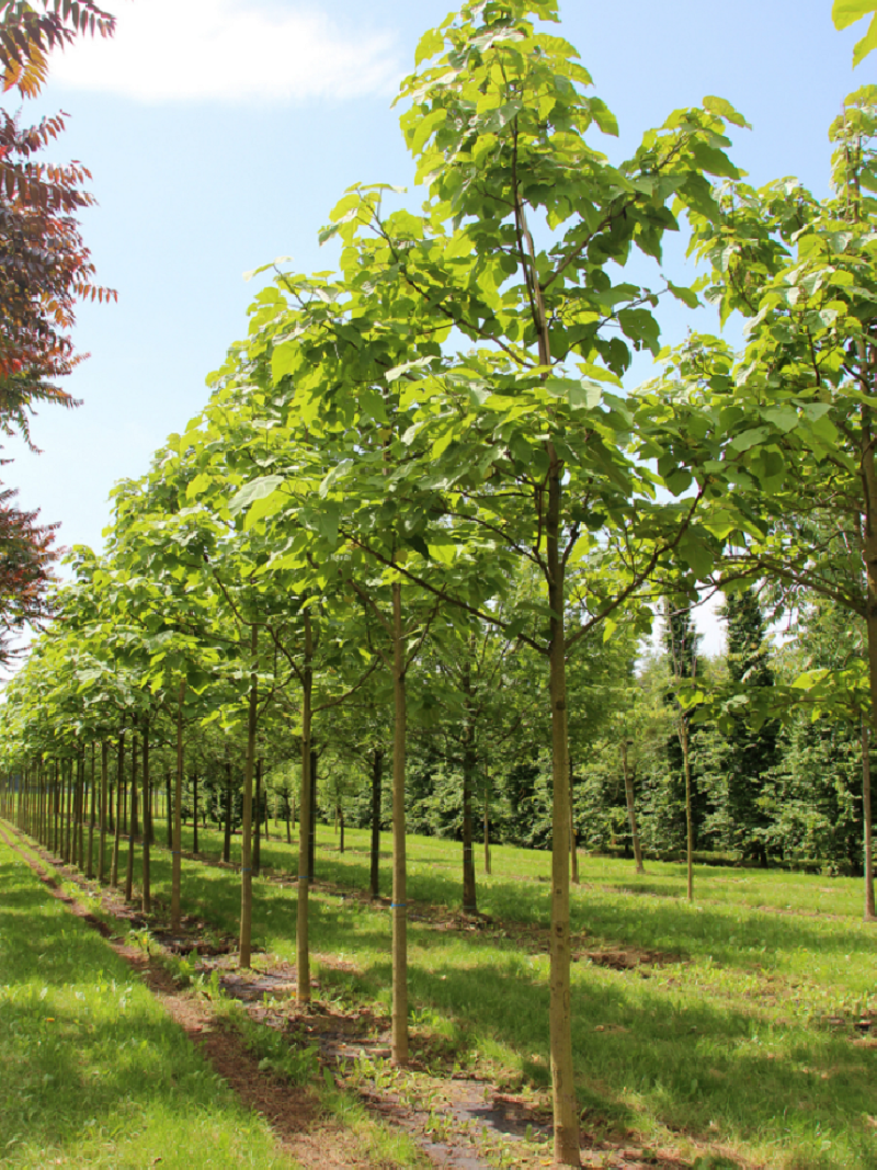 Racine XXL Paulownia Elongata Kiri - Arbre à Croissance Ultra Rapide, Résistant Jusqu'à -20°C