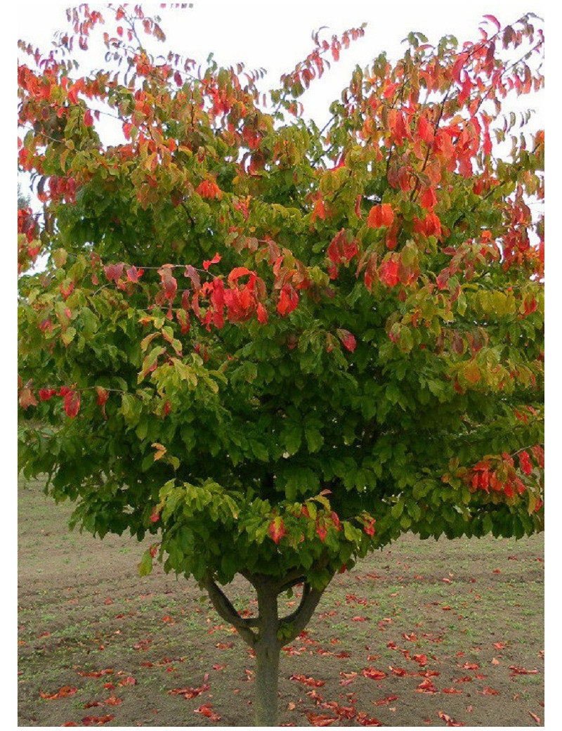 PARROTIA persica (Parrotie de Perse)