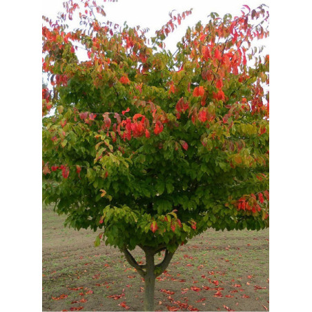 PARROTIA persica (Parrotie de Perse)