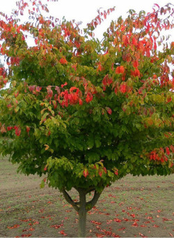 PARROTIA persica