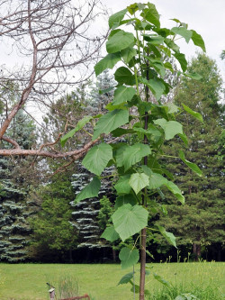 PAULOWNIA tomentosa