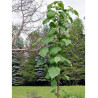 PAULOWNIA tomentosa (Paulownia impérial)