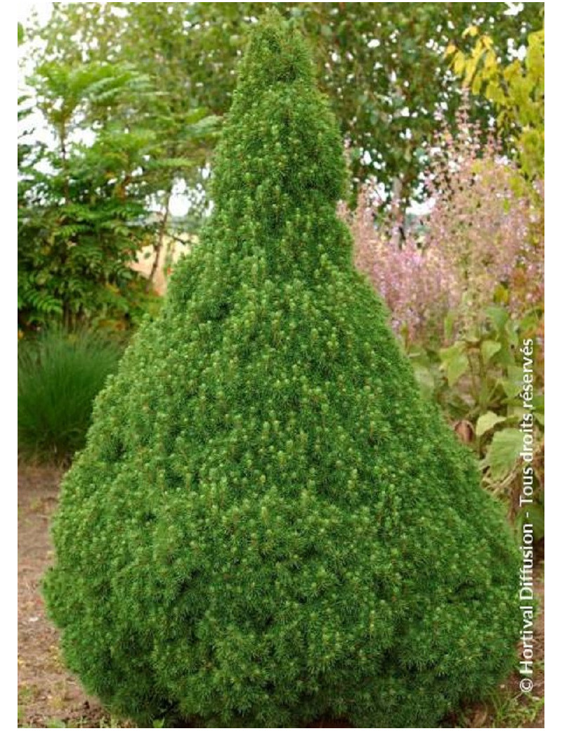 PICEA glauca CONICA (Épicéa blanc conique)