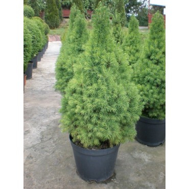 PICEA glauca CONICA (Épicéa blanc conique) En pot de 10-12 litres