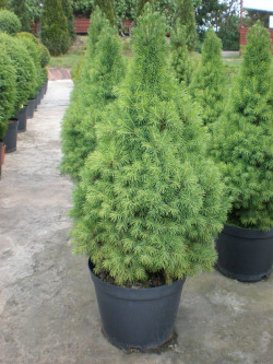 PICEA glauca CONICA En pot de 10-12 litres