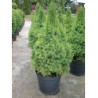 PICEA glauca CONICA (Épicéa blanc conique) En pot de 10-12 litres