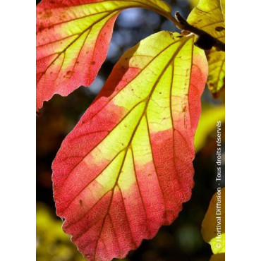 PARROTIA persica (Parrotie de Perse)