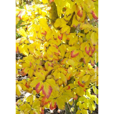 PARROTIA persica (Parrotie de Perse)