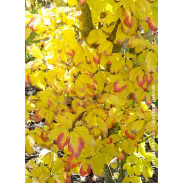 PARROTIA persica (Parrotie de Perse)