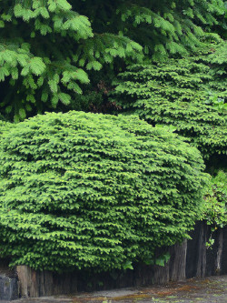 PICEA abies NIDIFORMIS