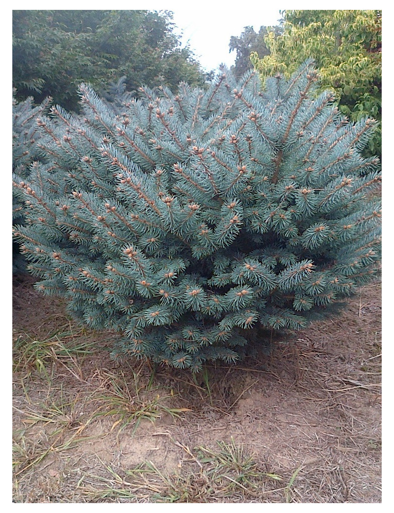 PICEA pungens GLAUCA GLOBOSA (Épicéa bleu du Colorado nain, Sapin bleu nain)