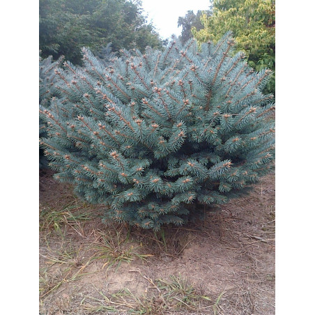 PICEA pungens GLAUCA GLOBOSA (Épicéa bleu du Colorado nain, Sapin bleu nain)