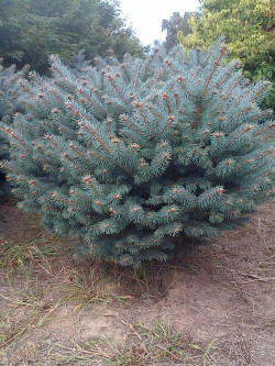 PICEA pungens GLAUCA GLOBOSA