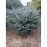 PICEA pungens GLAUCA GLOBOSA (Épicéa bleu du Colorado nain, Sapin bleu nain)