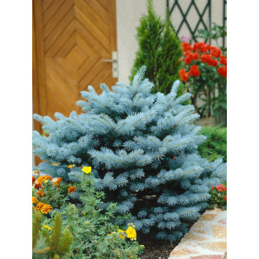 PICEA pungens GLAUCA GLOBOSA (Épicéa bleu du Colorado nain, Sapin bleu nain)