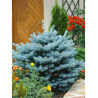 PICEA pungens GLAUCA GLOBOSA (Épicéa bleu du Colorado nain, Sapin bleu nain)