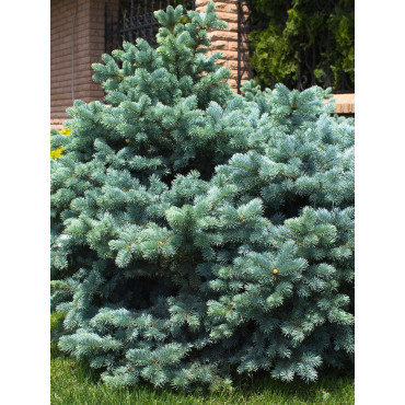 PICEA pungens GLAUCA GLOBOSA (Épicéa bleu du Colorado nain, Sapin bleu nain)