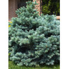 PICEA pungens GLAUCA GLOBOSA (Épicéa bleu du Colorado nain, Sapin bleu nain)