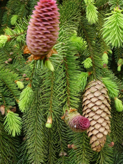 PICEA abies ACROCONA (Épinette de Norvège)
