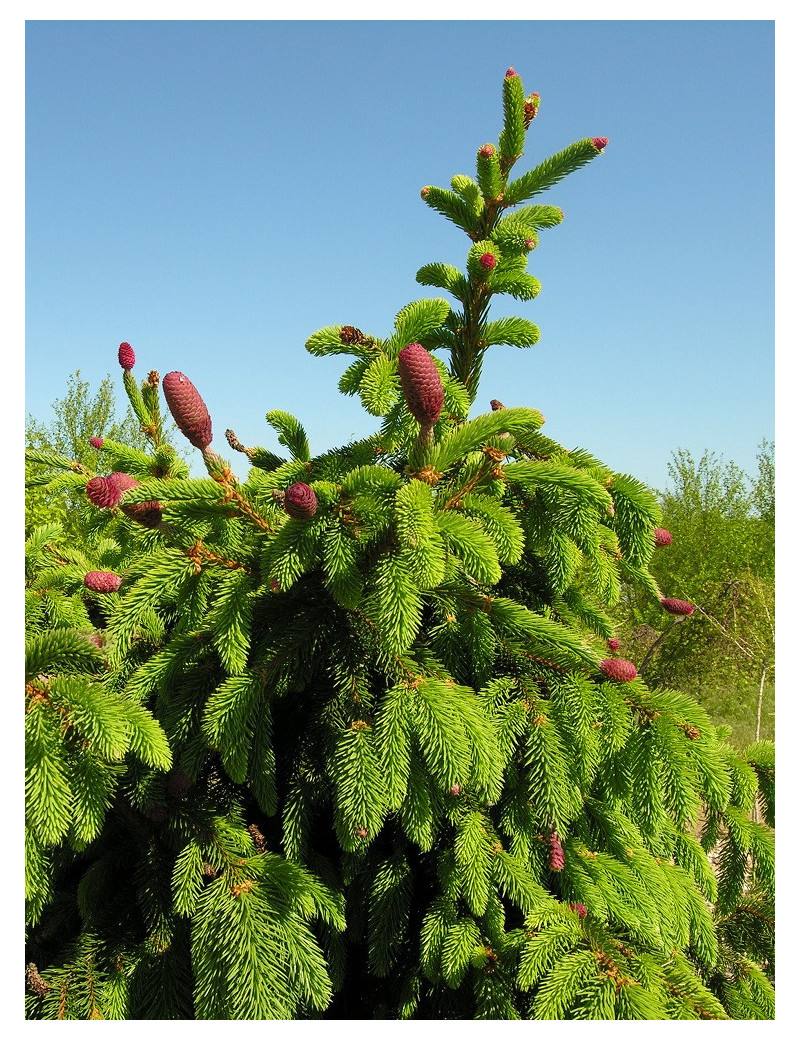 PICEA abies ACROCONA (Épinette de Norvège)