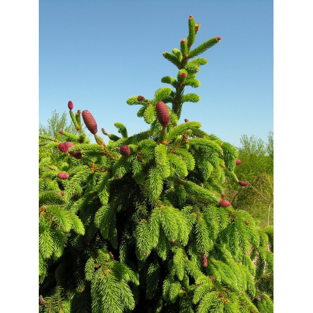 PICEA abies ACROCONA (Épinette de Norvège)