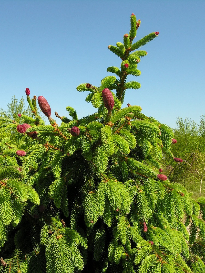 PICEA abies ACROCONA (Épinette de Norvège)