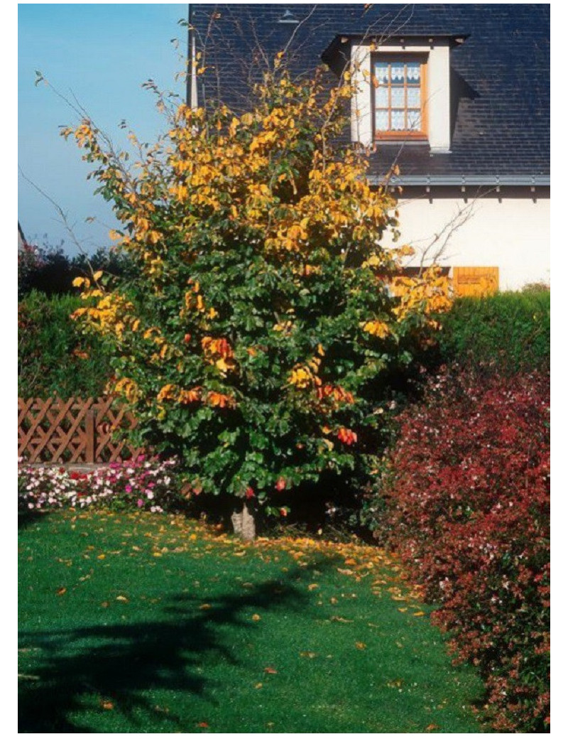 PARROTIA persica (Parrotie de Perse)