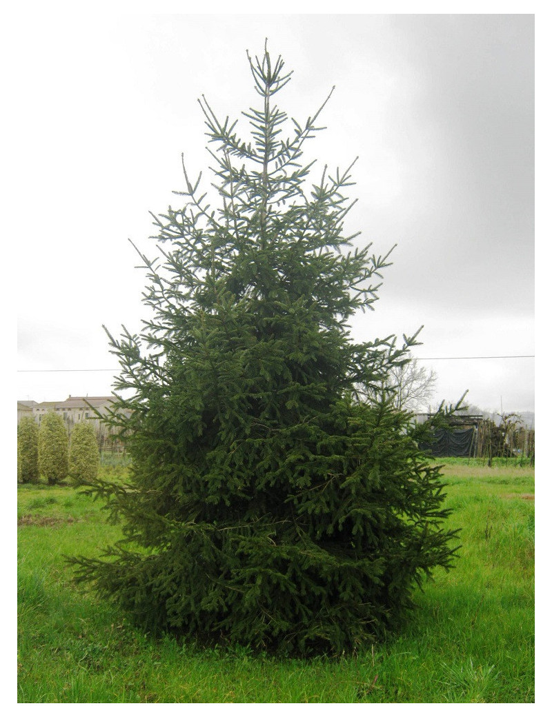 PICEA abies (Épicéa commun)