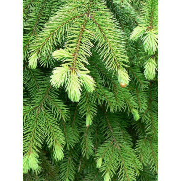 PICEA abies (Épicéa commun)