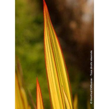 PHORMIUM APRICOT QUEEN (Lin de Nouvelle-Zélande)