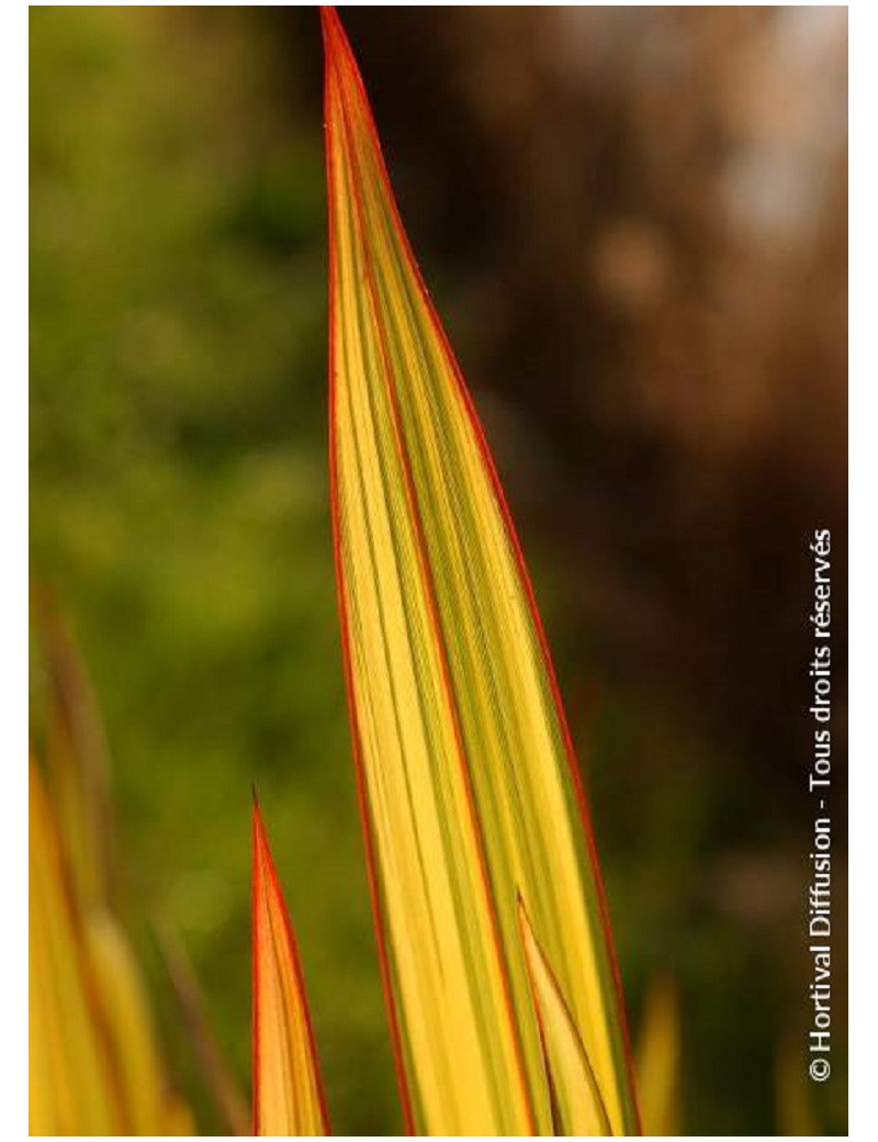 PHORMIUM APRICOT QUEEN (Lin de Nouvelle-Zélande)